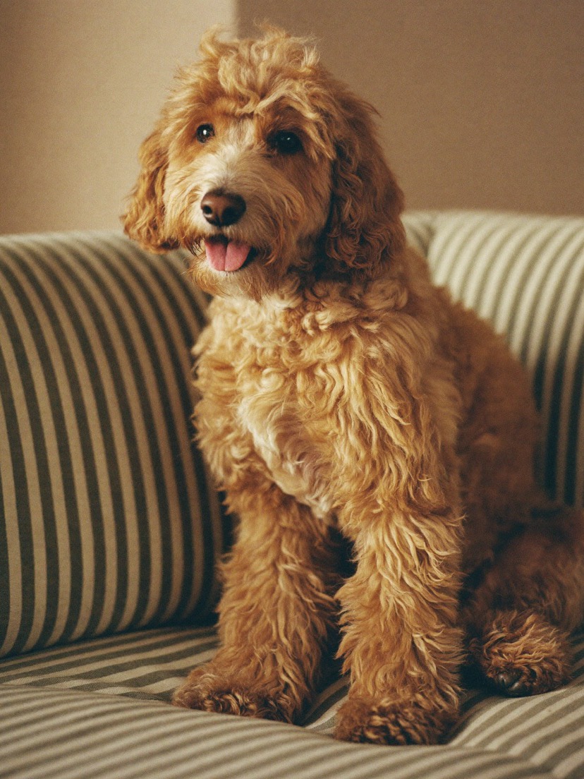 An apricot goldendoodle sitting on a striped sofa
